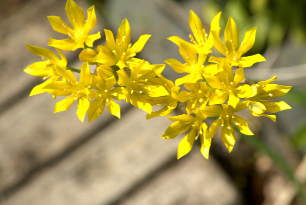 黄色的花图片下载