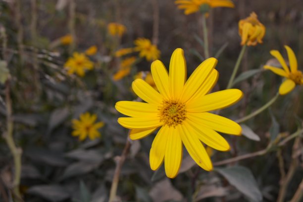 柔焦效果下的黄色花朵特写图片下载