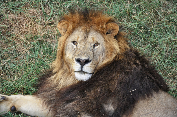 狮子的画像图片下载