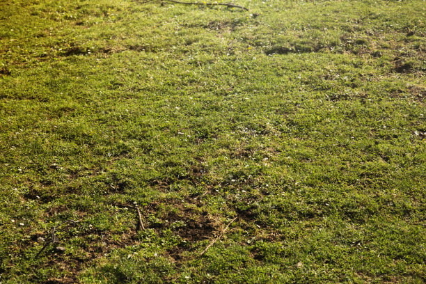草质地图片下载