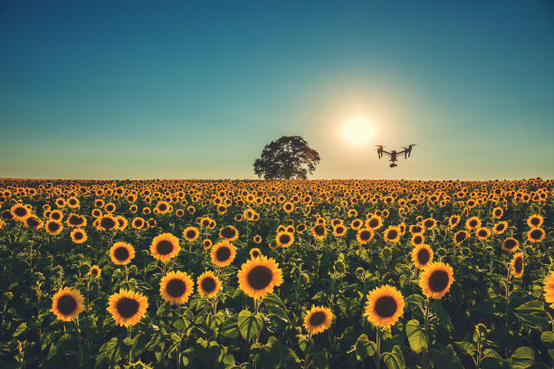 无人机和向日葵田。日落。图片下载