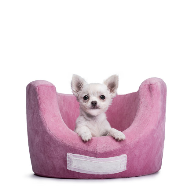 非常可爱的小吉娃娃小狗坐在粉红色的篮子里，爪子在边缘，看着相机孤立的白色背景图片下载