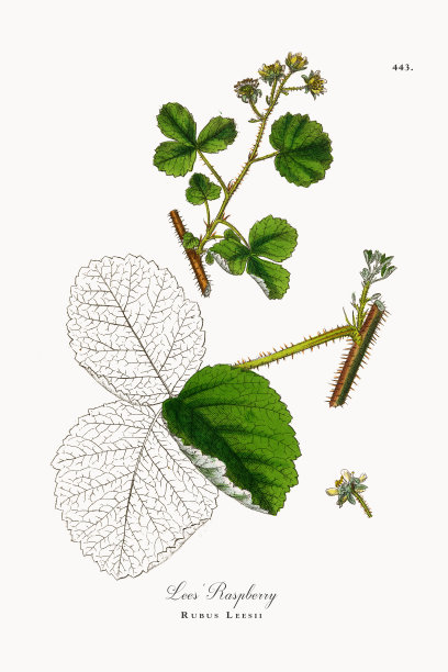 覆盆子，Rubus Leesii，维多利亚植物学插图，1863年图片下载