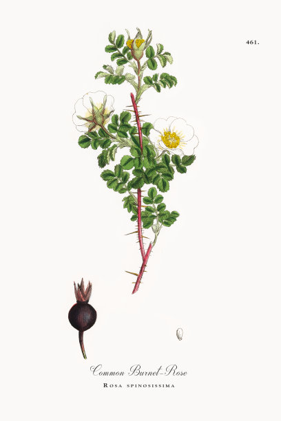 普通Burnet-Rose, rosa spinosissima，维多利亚植物学插图，1863年图片下载