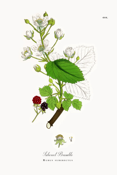 直立树莓，直立悬钩子，维多利亚植物学插图，1863年图片下载
