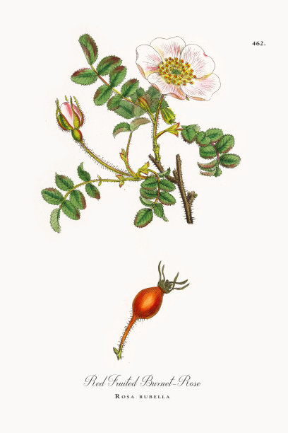 红果Burnet-Rose, rosa rubella，维多利亚植物学插图，1863年图片下载