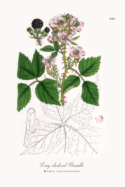 长丛灌木，悬钩子，维多利亚植物学插图，1863年图片下载