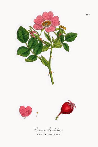 普通野蔷薇，红蔷薇，维多利亚植物学插图，1863年图片下载