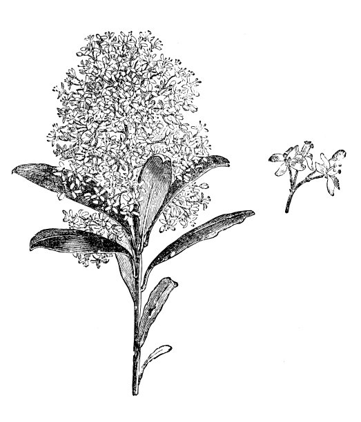 植物学植物古版画插图:风疹图片下载