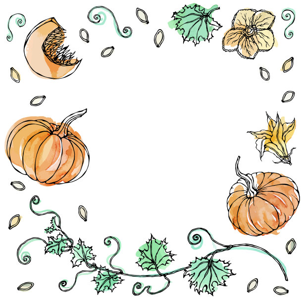 水彩画蔬菜南瓜。植物有叶，花和种子。现实手绘插图。Savoyar涂鸦风格图片下载