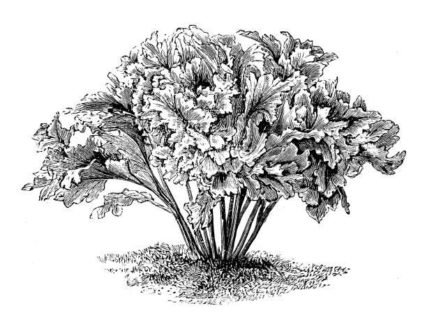 植物学植物古雕刻插图:蜈蚣、鹿舌、鹿舌蕨、蜈蚣蕨图片下载