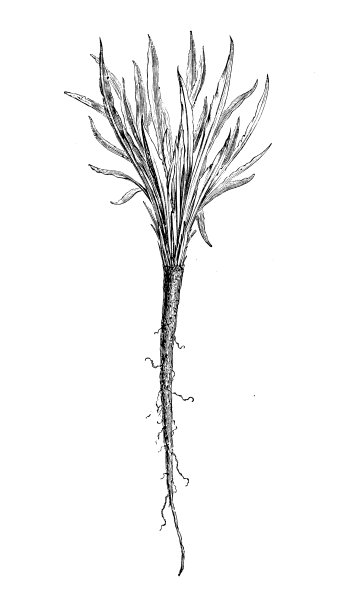 植物学植物仿古雕刻插图:西班牙枯草、黑木耳、西班牙木耳图片下载