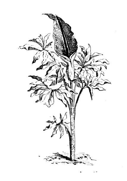 植物学植物仿古雕刻插图:龙胆、龙胆、龙百合、龙魔芋、黑魔芋图片下载