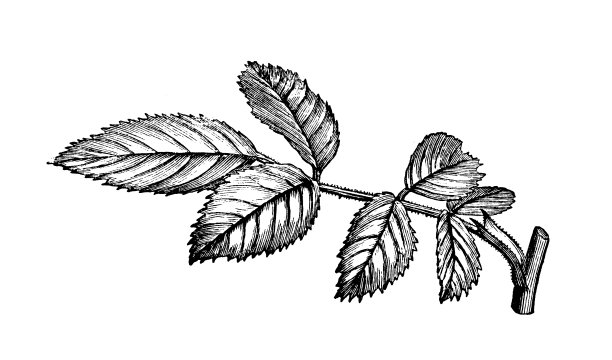 植物学植物仿古雕刻插图:贴生托叶图片下载