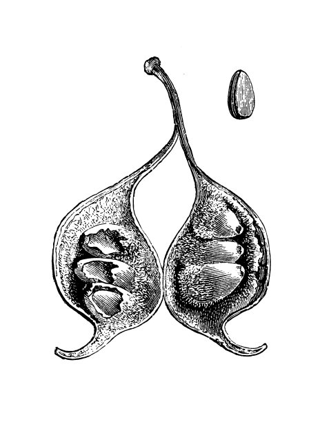 植物学植物仿古雕刻插图:石鳖、窄叶瓶树、昆士兰瓶树图片下载