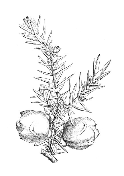 植物学古董雕刻插图：叙利亚圆柏图片下载