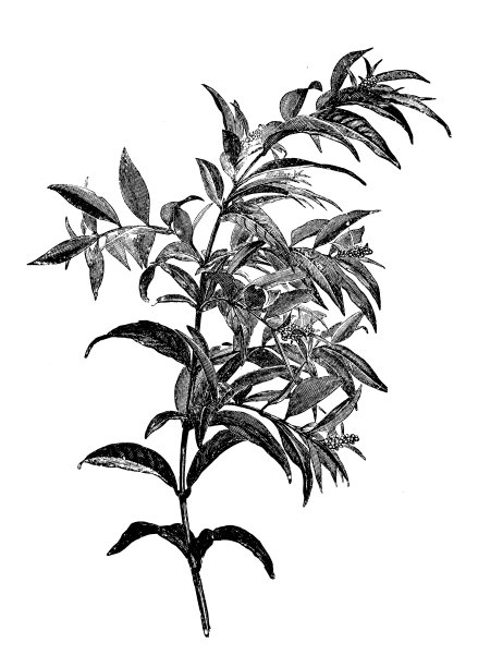 植物学植物仿古雕刻插图:天麻图片下载