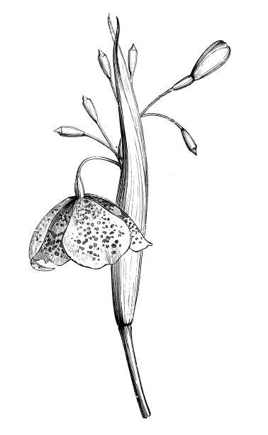 植物学植物仿古雕刻插图:木雕图片下载