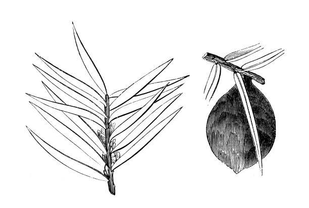 植物学植物古董雕刻插图:香榧，佛罗里达肉豆蔻，佛罗里达香榧，地鼠木，臭紫杉，臭雪松图片下载