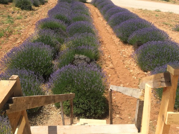 带木楼梯的薰衣草田图片下载