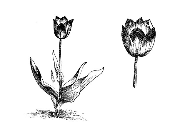 植物学植物古董雕刻插图:郁金香，迪迪埃的郁金香，花园郁金香图片下载