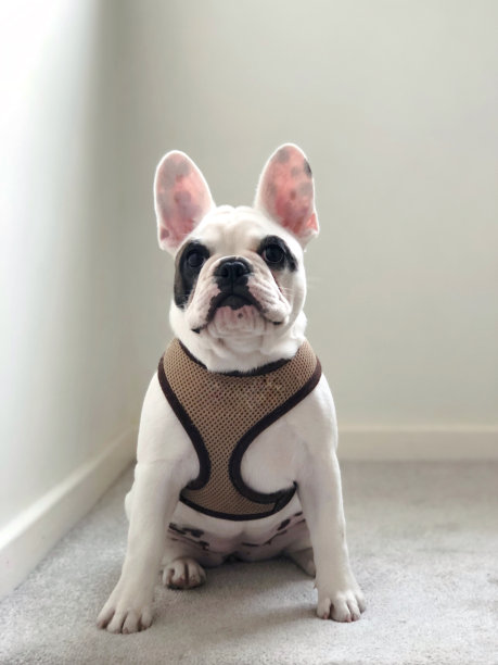 法国斗牛犬小狗戴着项圈图片下载