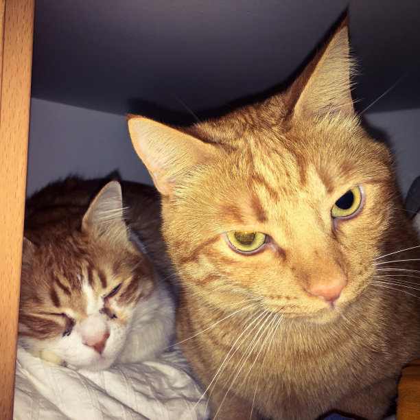 壁橱里的猫图片下载