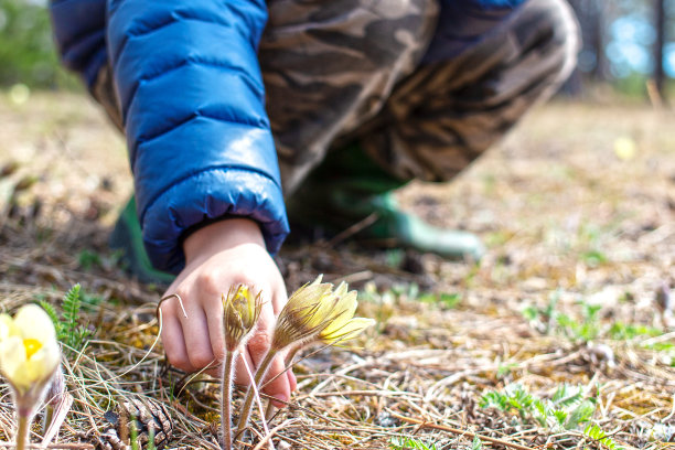 孩子收集雪花莲花图片下载