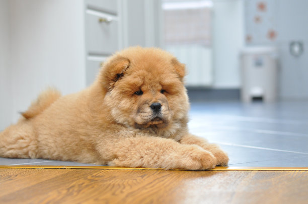 家里有一只松狮犬图片下载