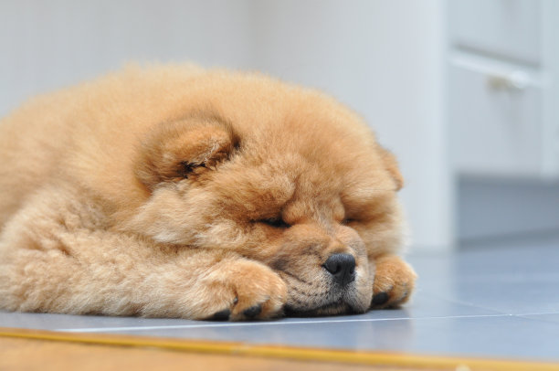 家里有一只松狮犬图片下载