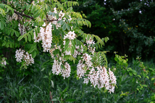 白色的洋槐是一种非常鲜艳的花图片下载