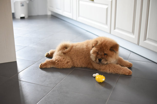 家里有一只松狮犬图片下载