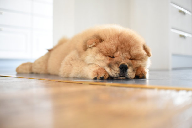 家里有一只松狮犬图片下载