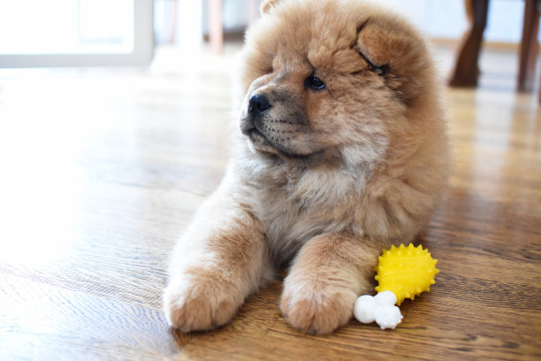 松狮犬在玩骨头玩具图片下载