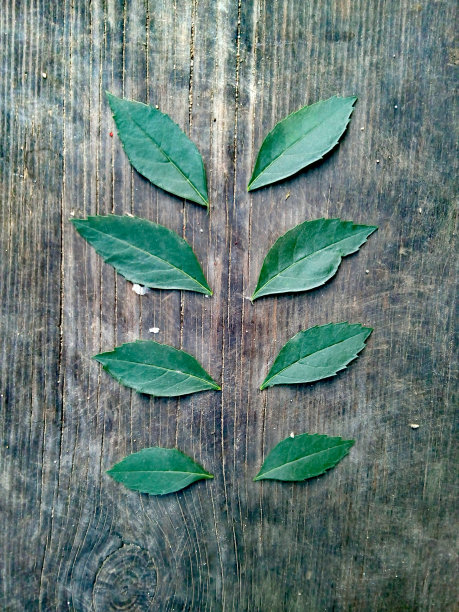 树叶没有干图片下载