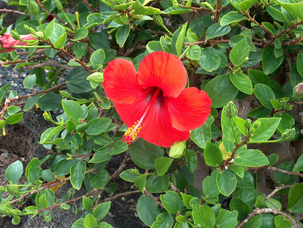 红绿相间图片下载