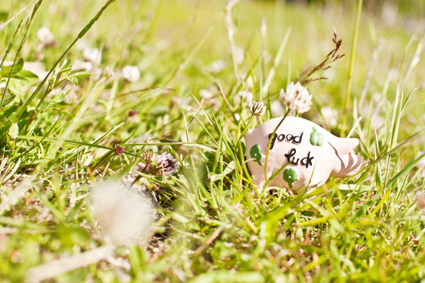 草中好运猪图片下载