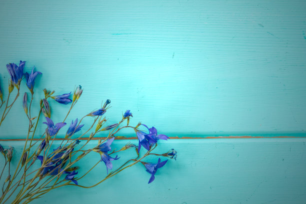 木背景上的矢车菊图片下载