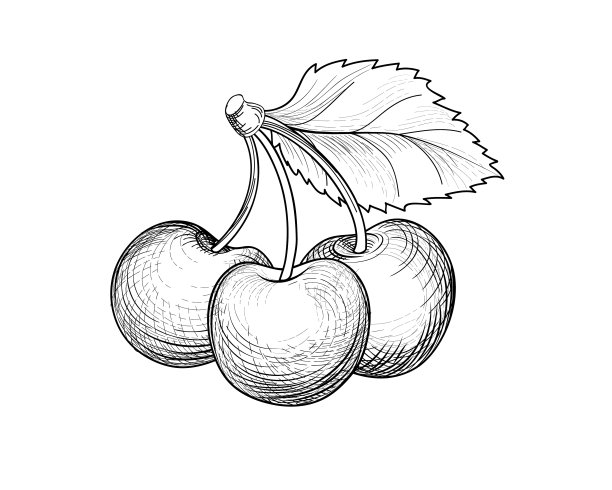 樱桃树枝上。手绘贝瑞。新鲜樱桃素描在复古风格。夏季水果详细素食。图片下载