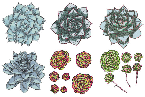 斯堪的纳维亚风多肉植物设计矢量素材图片下载