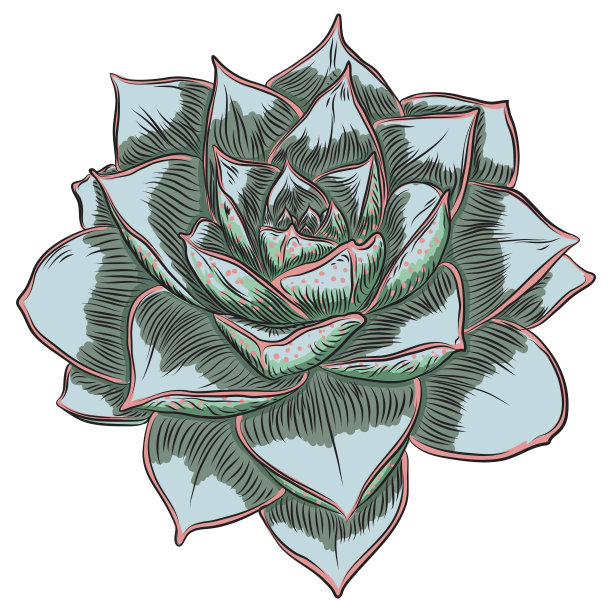 用于营造斯堪的纳维亚氛围或卡片设计的多肉植物，时尚的野生热带森林或雨林植物，独立的热带花卉矢量图图片下载