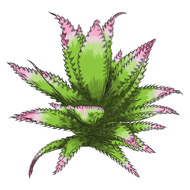 手绘野生热带多肉植物，斯堪的纳维亚风格元素，适用于卡片设计。适用于玻璃容器的气生植物矢量图图片下载