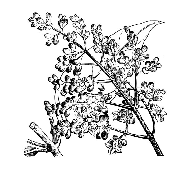 植物学植物古版画插图:女贞、阔叶女贞、中国女贞、光面女贞、乔木女贞、蜡叶女贞图片下载