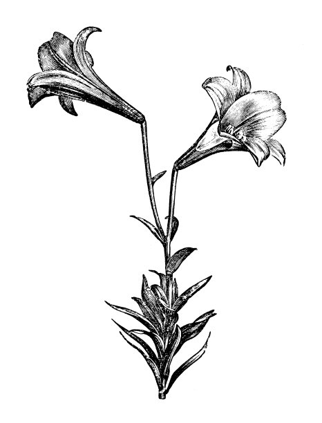 植物学植物仿古雕刻插图:长花百合、复活节百合图片下载