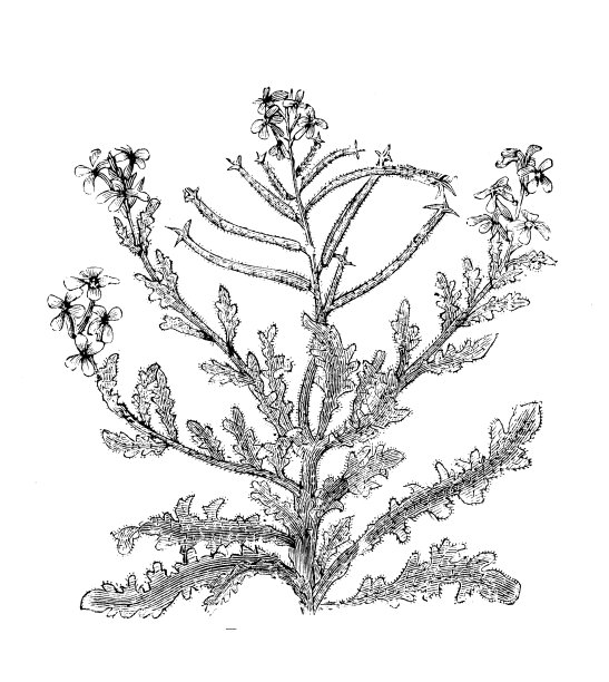 植物学植物古版画插图:三棱草图片下载