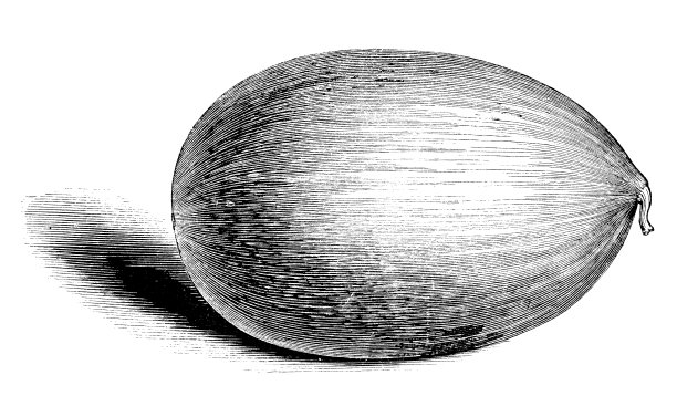 植物学植物仿古雕刻插图:冬瓜图片下载