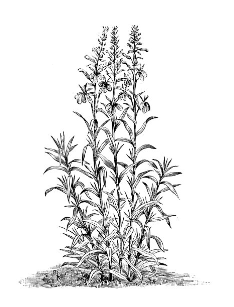 植物学植物古版画插图:半边莲图片下载