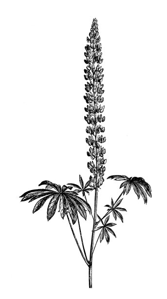 植物学植物仿古雕刻插图:羽扇豆、花园羽扇豆图片下载