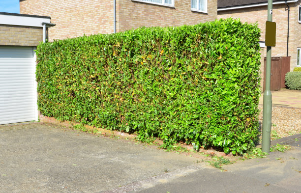 英国夏天修剪的树篱。图片下载