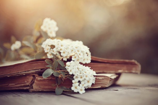 绣线菊的枝叶和桌上打开的旧书。图片下载